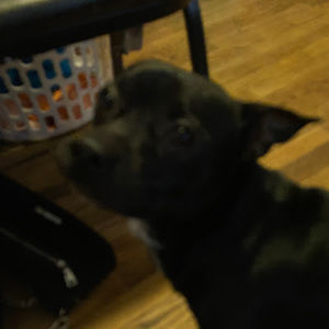 Meet your Posher, Evelyn